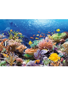 Пазл "Коралловый риф", 1000 деталей, Castorland