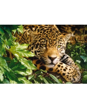 Пазл "Леопард", 1000 деталей, Castorland