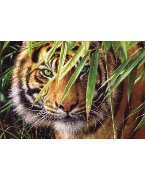 Пазл "Тигр", 1500 деталей, Castorland
