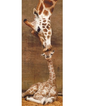 Панорамный пазл "Первый поцелуй: жираф", 1000 деталей, Ravensburger