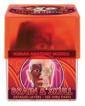 Профессор Эйн: Мозг и череп